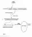 Fig. 11 - Differentiated charging in packet data networks