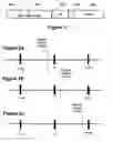 Fig. 02 - Rounding floating point division results