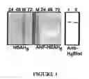 Fig. 02 - ANF fusion proteins