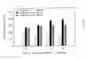 Fig. 23 - Isolated antibodies against biologically active leptin-related peptides