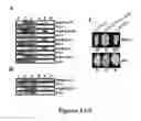 Fig. 02 - Pseudomonas AVR and HOP proteins, their encoding nucleic acids, and use thereof