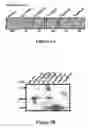 Fig. 06 - Pseudomonas AVR and HOP proteins, their encoding nucleic acids, and use thereof