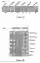Fig. 08 - Pseudomonas AVR and HOP proteins, their encoding nucleic acids, and use thereof
