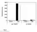 Fig. 06 - Plants with increased activity of multiple starch phosphorylating enzymes