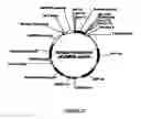 Fig. 24 - Cinnamic acid 4-hydroxylase
