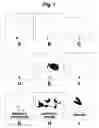 Fig. 02 - Alfalfa plants with detectable tannin levels and methods for producing same