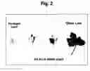Fig. 03 - Alfalfa plants with detectable tannin levels and methods for producing same