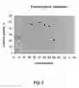Fig. 04 - POLYNUCLEOTIDES ENCODING PHYTASE POLYPEPTIDES