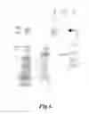 Fig. 07 - POLYNUCLEOTIDES ENCODING PHYTASE POLYPEPTIDES