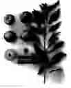 Fig. 01 - Plum tree named 'suplumthirtyone'