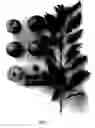 Fig. 02 - Plum tree named 'suplumthirtyone'