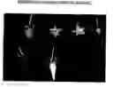 Fig. 01 - Raspberry plant named 'Driscoll Pacifica'