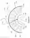 Fig. 26 - Rake wheel