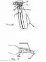 Fig. 06 - Nail and claw quick detection apparatus and method