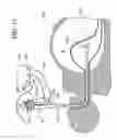 Fig. 16 - Method for accessing abdominal cavity and medical procedure via natural orifice