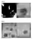 Fig. 04 - Gold or silver particles with paramagnetism, and composition containing thereof