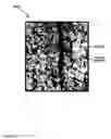 Fig. 43 - Expandable tubular