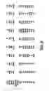 Fig. 10 - Method for manufacturing a separator plate for PEM fuel cells
