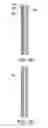 Fig. 06 - Field emission flat lamp and fabricating method thereof, and cathode plate and fabricating method thereof