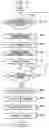 Fig. 10 - Processing wireless resources in mobile Ad Hoc network