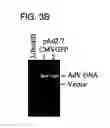 Fig. 07 - Self-rearranging DNA vectors