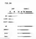 Fig. 19 - Self-rearranging DNA vectors