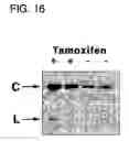 Fig. 33 - Self-rearranging DNA vectors