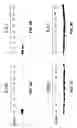 Fig. 04 - EpA2 monoclonal antibodies and methods of use thereof