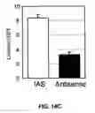 Fig. 22 - EpA2 monoclonal antibodies and methods of use thereof