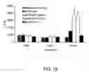 Fig. 06 - Yeast-antigen compositions methods of making the same
