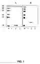 Fig. 02 - Genetic immunization against cervical carcinoma