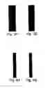 Fig. 06 - Osteogenic proteins