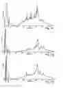 Fig. 09 - Osteogenic proteins
