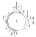 Fig. 22 - Osteogenic proteins