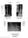 Fig. 28 - Osteogenic proteins