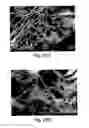 Fig. 40 - Osteogenic proteins