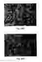 Fig. 45 - Osteogenic proteins