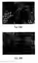 Fig. 46 - Osteogenic proteins