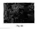 Fig. 47 - Osteogenic proteins