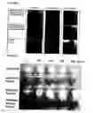 Fig. 02 - Photodynamic cosmetic procedure and healing method