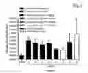 Fig. 07 - Combinations and modes of administration of therapeutic agents and combination therapy