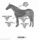 Fig. 02 - Method of production of material for treating mammalian joint maladies by biological fluid transplantation
