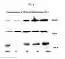 Fig. 10 - Anticancer or antiviral composition