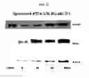 Fig. 11 - Anticancer or antiviral composition