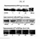 Fig. 14 - Anticancer or antiviral composition