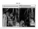 Fig. 15 - Anticancer or antiviral composition