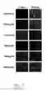 Fig. 04 - Plant extracts and uses thereof