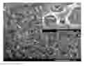 Fig. 01 - Patterned coatings having extreme wetting properties and methods of making