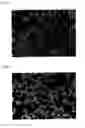 Fig. 03 - Honeycomb structure and method for manufacture thereof