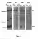 Fig. 05 - Flavivirus detection methods employing recombinant antigens comprising a Japanese encephalitis (JEV) signal sequence